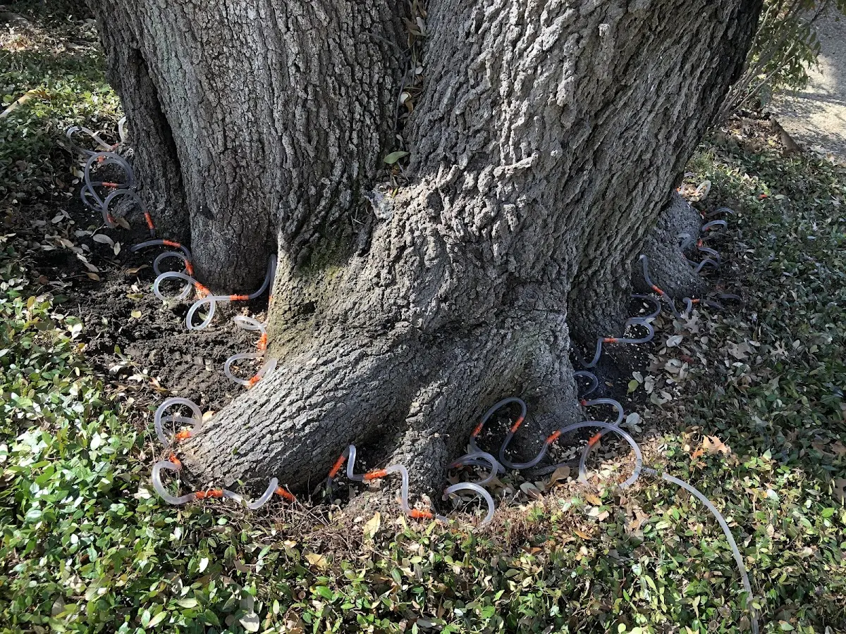 Detailed Tree Cabling and Bracing job site in Winston