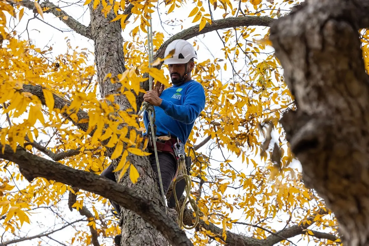 Skilled Storm Damage Cleanup crew working in Winston